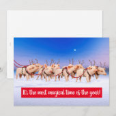 Invitation Cochons de Renne (Devant / Derrière)