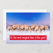 Invitation Cochons de rennes (Devant / Derrière)