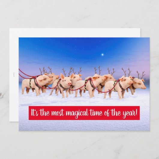 Invitation Cochons de rennes (Devant / Derrière)