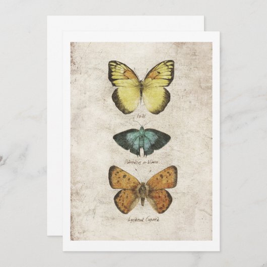 Invitation Collection de papillons (Devant / Derrière)