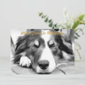 INVITATION COLLIE FRONTALIÈRE (Debout devant)