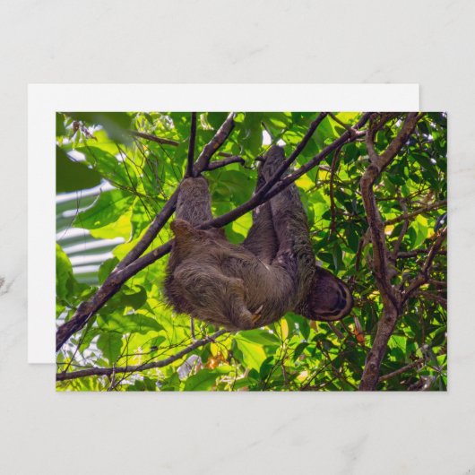 Invitation Costa Rica - Happy Lazy Sloth, Antonio Manuel NP (Devant / Derrière)