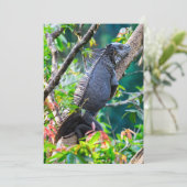 Invitation Costa Rica, Muelle - Lazy Iguana reposant dans un  (Debout devant)