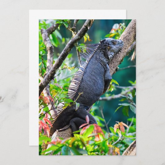 Invitation Costa Rica, Muelle - Lazy Iguana reposant dans un  (Devant / Derrière)