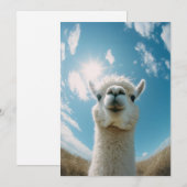Invitation Curieux Alpaca sous le soleil (Devant / Derrière)