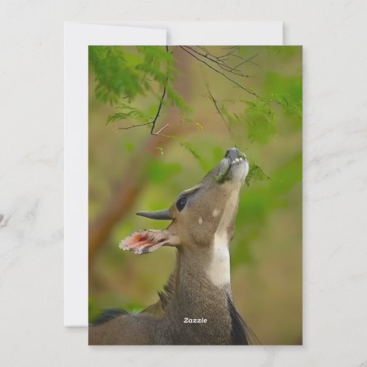 Invitation Custom deer (Dos)