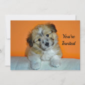 Invitation Cute Sheltie Puppy Photo Anniversaire (Devant)