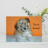 Invitation Cute Sheltie Puppy Photo Anniversaire (Debout devant)