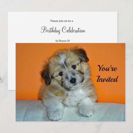 Invitation Cute Sheltie Puppy Photo Anniversaire (Devant / Derrière)