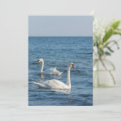 Invitation Cygnus cygne blanc (Debout devant)