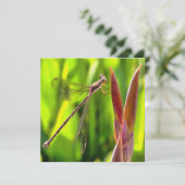 Invitation Damselfly Balancé Sur Une Tête De Fleur (Debout devant)