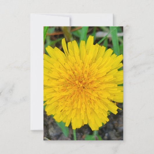 Invitation Dandelion (Devant)