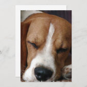 Invitation de beagle de sommeiller (Devant / Derrière)