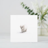 Invitation de Bichon Frise (Debout devant)