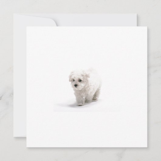 Invitation de Bichon Frise (Devant)