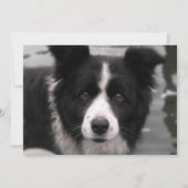 Invitation de border collie (Devant)