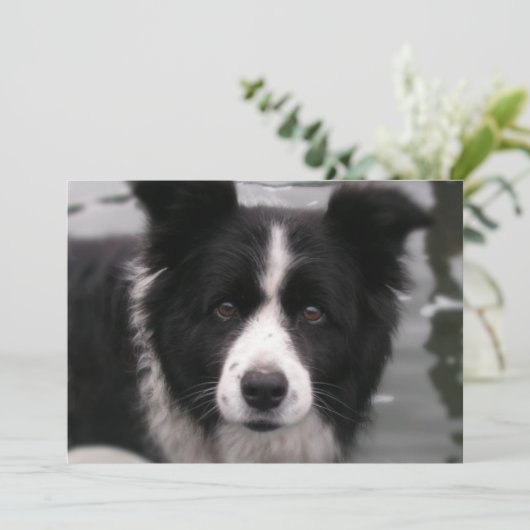 Invitation de border collie (Debout devant)