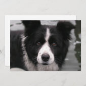 Invitation de border collie (Devant / Derrière)