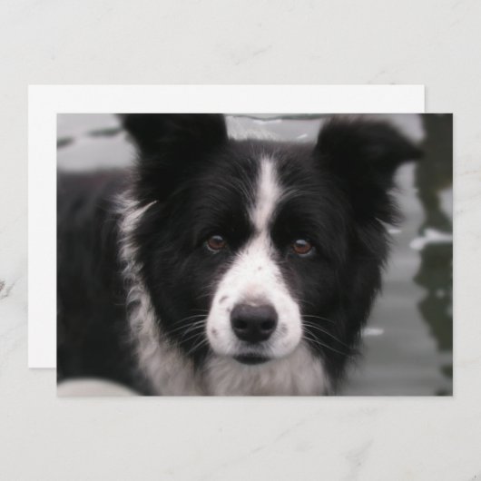 Invitation de border collie (Devant / Derrière)
