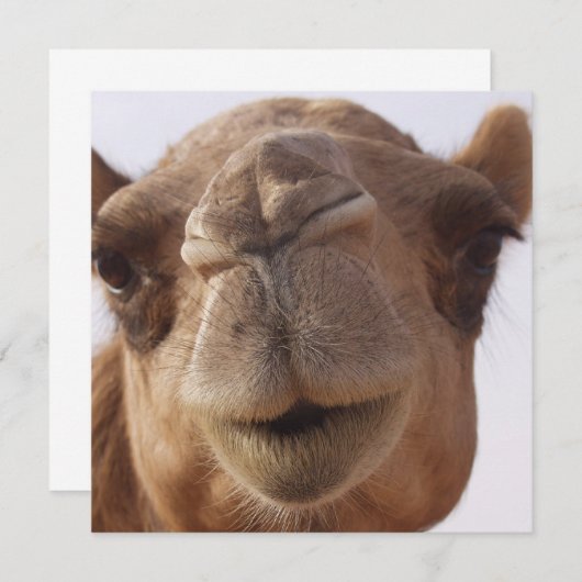 Invitation de chameau (Devant / Derrière)