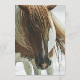 Invitation de cheval sauvage de mustang