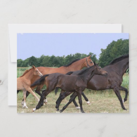 Invitation de chevaux sauvages (Devant)