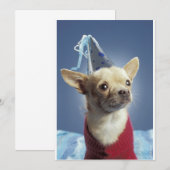 Invitation de chien de fête (Devant / Derrière)