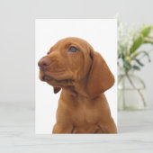 Invitation de chien de Hound (Debout devant)