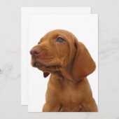 Invitation de chien de Hound (Devant / Derrière)