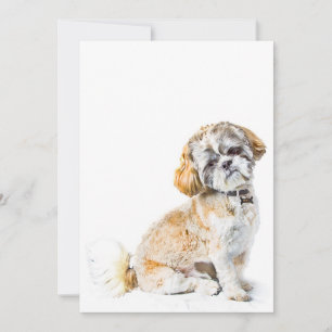 Invitation de Chien Shih Tzu