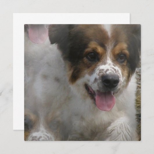 Invitation de chiot de Sheherd d'Australien (Devant / Derrière)