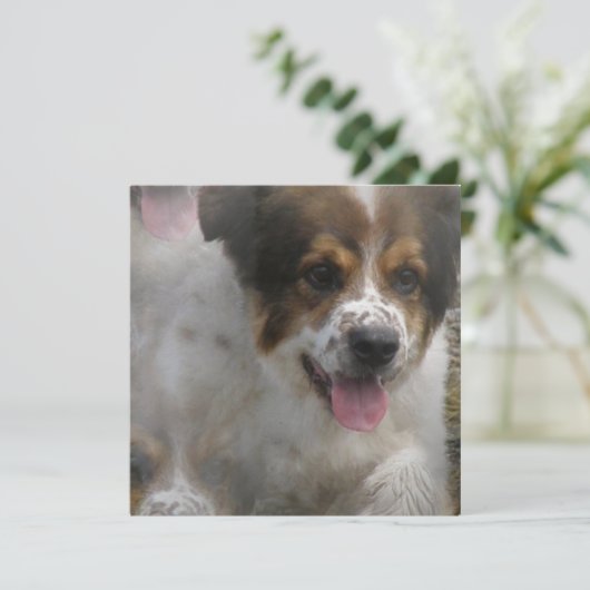 Invitation de chiot de Sheherd d'Australien (Debout devant)