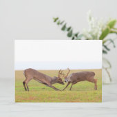 Invitation de combat de cerfs communs (Debout devant)