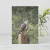 Invitation de Cooper's Hawk (Debout devant)