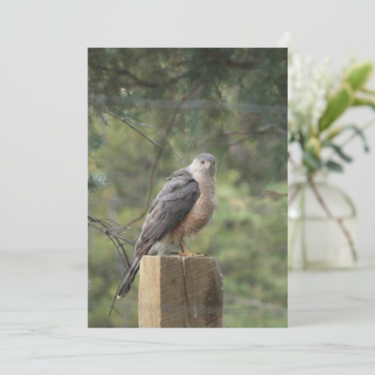 Invitation de Cooper's Hawk (Debout devant)