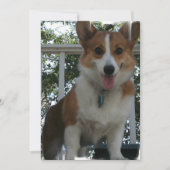 Invitation de corgi (Devant)