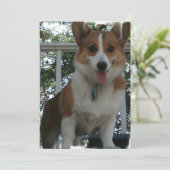 Invitation de corgi (Debout devant)