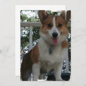 Invitation de corgi (Devant / Derrière)