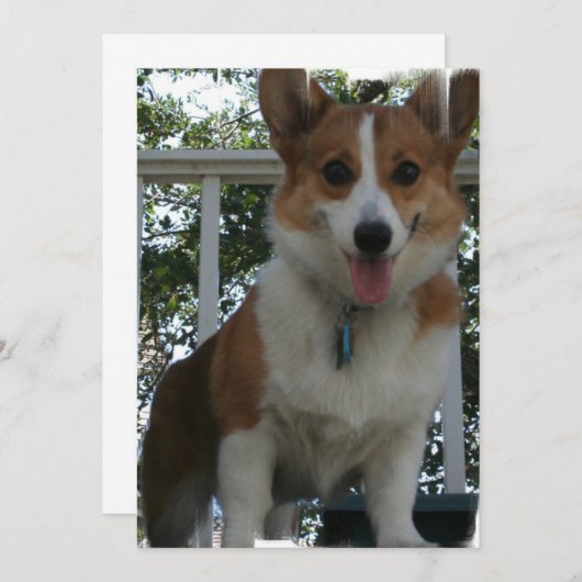Invitation de corgi (Devant / Derrière)