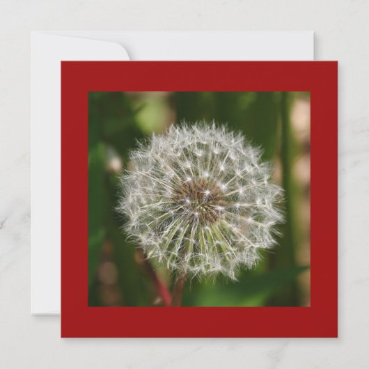 Invitation de fête d'été (Devant)