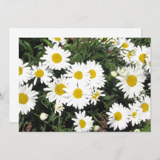 Invitation de fleur de marguerite (Devant / Derrière)