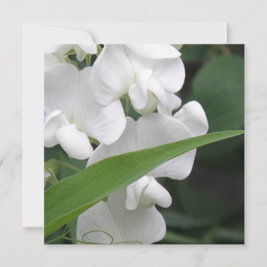 Invitation de fleur de pois doux (Devant)