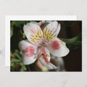 Invitation de fleurs d'Alstroemeria blanche/rose (Devant / Derrière)