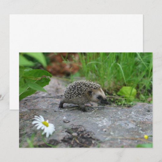 Invitation de Hérisson - personnaliser (Devant / Derrière)