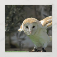 Invitation de hibou de grange