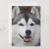 Invitation de Husky Dog (Devant)