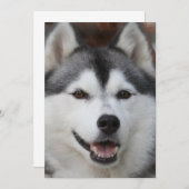 Invitation de Husky Dog (Devant / Derrière)