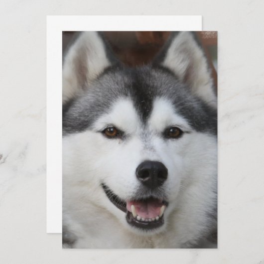 Invitation de Husky Dog (Devant / Derrière)