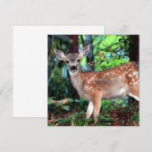 Invitation de la faune localisée (Devant / Derrière)