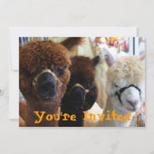 Invitation de lama de lama (Devant)